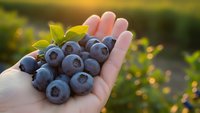 Fresh ripe blueberries in open palm with green leaves during golden hour harvest time in organic farm garden for healthy eating and nutrition.