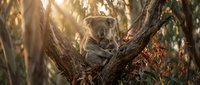 Adorable koala bear sitting peacefully in eucalyptus tree branches during golden hour sunlight, showcasing Australian wildlife in natural habitat.