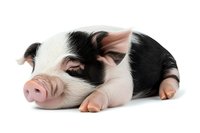 Sleeping spotted piglet lying down on white background, black and pink coloring, side view of young domestic pig isolated for agricultural and farming designs.