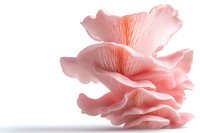Pink oyster mushroom macro on white background showing delicate gills and ruffled layers in soft coral hues, isolated for creative and culinary projects.