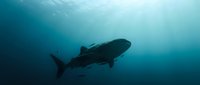 Majestic whale shark swimming gracefully through deep blue ocean waters with sunlight filtering from surface creating ethereal underwater atmosphere.