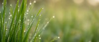 Fresh green grass blades covered with sparkling morning dew drops against soft blurred natural background for spring gardening and nature concepts.