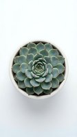 Green succulent plant in white ceramic pot viewed from above on clean white background for home decor and gardening projects.