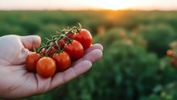 Fresh ripe cherry tomatoes on vine held in cupped hands at sunset in organic garden field. Harvest time concept for healthy eating and agriculture.