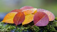 Vibrant autumn leaves with water droplets arranged in curved line on green moss, displaying red, orange and yellow gradient colors in natural morning dew.