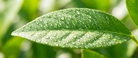 Fresh green leaf covered with morning dew drops in natural sunlight, showcasing organic plant texture and botanical details for nature photography.