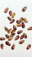 Scattered cacao beans in various shades of brown, red, and gold isolated on white background, ready for design use in food, agriculture, and culinary projects.