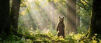 Brown bear standing in misty forest clearing surrounded by tall trees and golden sunlight filtering through canopy, wildlife in natural habitat.