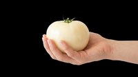 Hand holding a white tomato isolated on transparent background, ready for stickers, print on demand, T-shirt design, clipart, and sublimation projects.