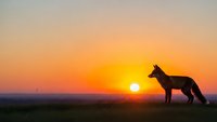 Wolf silhouette standing on hill during golden sunset with orange sky. Wildlife predator in natural habitat at dusk for nature photography projects.