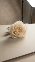 Single cream white rose lying on a light beige surface with soft studio lighting, evoking romance, elegance, and delicate floral beauty.