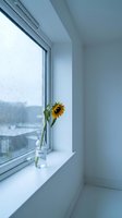 Lone sunflower in a glass vase labeled Sorry on a windowsill with rain-streaked glass, evoking solitude, apology, and quiet emotion.