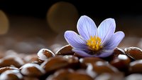 Delicate purple spring flower blooming among coffee beans with water drops, creating artistic macro composition with soft bokeh background and morning dew.