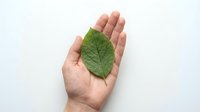 Human hand gently holding fresh green leaf on white background symbolizing environmental care, sustainability and nature protection concept.