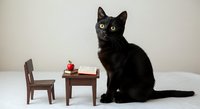 Black cat sitting next to miniature wooden furniture and apple on white background, isolated for design use on merchandise and promotional materials.