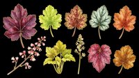 Autumn maple and oak leaves in various colors isolated on transparent background, ready for clipart, t-shirt design, stickers, print-on-demand products, and sublimation projects.