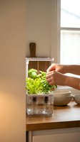 Hands tending to fresh lettuce growing in modern hydroponic indoor garden system on kitchen counter with natural window light for sustainable living.