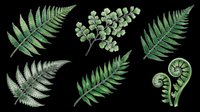 Fern leaves and foliage isolated on transparent background, ready for t-shirt design, clipart, stickers, sublimation and print-on-demand projects.