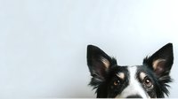 Curious border collie dog with distinctive black and white markings peeking from bottom of frame against clean white background.