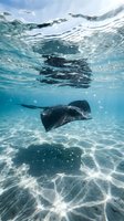 Stingray gliding gracefully through crystal clear tropical waters with sunlight filtering from surface creating magical underwater light patterns on sandy ocean floor.