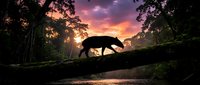 Silhouette of wild panther walking on fallen tree trunk against dramatic sunset sky in tropical rainforest. Wildlife predator in natural habitat during golden hour.