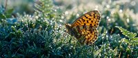 Orange spotted butterfly resting on dewy moss in morning sunlight with bokeh background perfect for nature and wildlife photography projects.