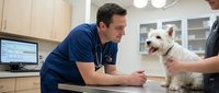 Male veterinarian in blue scrubs examining white terrier dog on examination table in modern clinic with computer and medical cabinets.