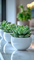 Green succulent plants in white ceramic pots on marble surface with soft bokeh background, creating minimalist modern home decor arrangement.