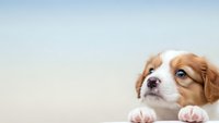 Adorable brown and white puppy peeking over edge with paws visible against soft gradient background for pet care marketing and animal lover content.