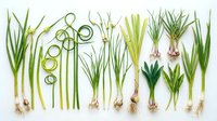 Fresh green onions and scallions arranged in neat rows showing roots, stems and leaves on white background for culinary and cooking designs.