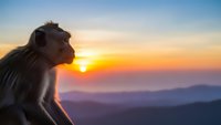 Monkey silhouette gazing at golden sunrise over mountain landscape. Primate contemplating dawn light with peaceful expression against colorful sky backdrop.