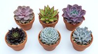 Six colorful succulent plants in terracotta pots arranged on white background, showcasing variety of rosette shapes and purple, green, blue tones.