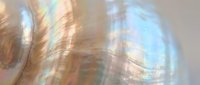 Iridescent mother of pearl shell surface with rainbow shimmer, soft pastel tones, and natural organic texture for luxury backgrounds.