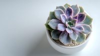 Purple and green succulent plant in small white ceramic pot on neutral background, showcasing delicate rosette formation.