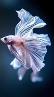 Pink and white betta fish with flowing fins against dark blue background. Siamese fighting fish displaying elaborate tail feathers in graceful motion for aquarium and nature designs.