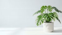 Monstera deliciosa houseplant in white ceramic pot on wooden shelf against minimalist wall background for home decor and interior design projects.