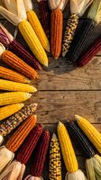 Colorful heirloom corn varieties arranged in circle on rustic wooden background. Diverse maize cobs with husks showing harvest abundance and agricultural diversity.