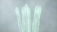 Isolated white asparagus spears on transparent background, ready for culinary design, recipe graphics, and food packaging applications.