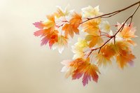 Colorful autumn maple leaves on branch with vibrant orange, yellow, and pink foliage against soft beige background.