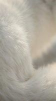 Soft white animal fur texture close-up with natural light creating gentle shadows and highlights for backgrounds and design projects.
