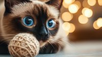 Adorable Siamese kitten with bright blue eyes playing with yarn ball against warm bokeh lights background for pet care and holiday themes.