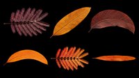 Autumn leaves collection isolated on transparent background, ready for t-shirt design, stickers, clipart, sublimation, and print on demand projects.