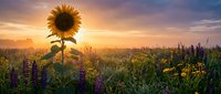 Sunflower blooming in wildflower meadow at golden hour sunrise with purple lupines and warm sky colors creating peaceful rural landscape scene.