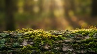 Green moss growing on tree bark in sunlight with blurred forest background creating natural organic texture for environmental and nature projects.