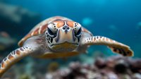 Swimming sea turtle close up portrait showing detailed face and shell pattern against blurred blue ocean background, marine wildlife underwater photography.
