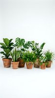 Collection of green houseplants in terracotta pots arranged on white background for home decor and interior design projects.
