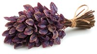 Fresh purple shiso leaves bundle tied with natural twine on white background, aromatic culinary herb used in Asian cuisine and garnishing.