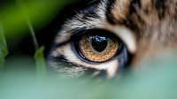 Close-up macro shot of wild cat amber eye with detailed iris pattern and fur texture, photographed through green foliage creating natural framing and bokeh effect.