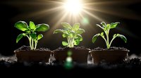 Young green seedlings growing in pots with soil under bright sunlight rays, showing plant growth stages and new life development in dark environment.