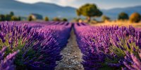 Lavender field rows in full bloom with purple flowers stretching toward distant mountains under soft evening light creating peaceful agricultural landscape.